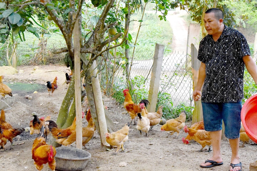 Lão nông chia sẻ kinh nghiệm chăn nuôi gia súc, gia cầm