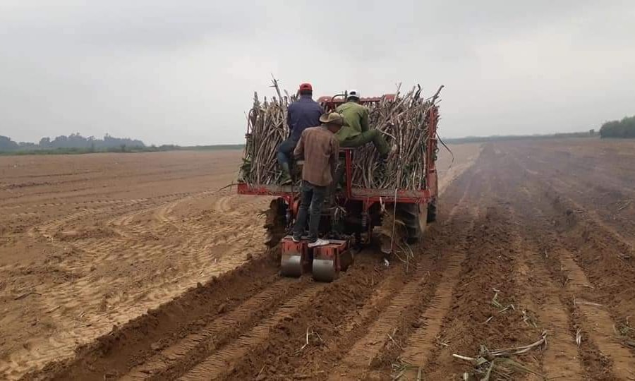 Giá mía ổn định ở mức cao, nông dân Nghệ An phấn khởi 'bám' cây mía nguyên liệu