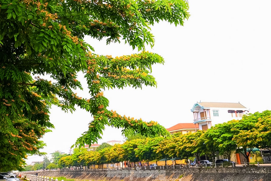 Tăng mảng xanh hướng tới phát triển bền vững đô thị Vinh 