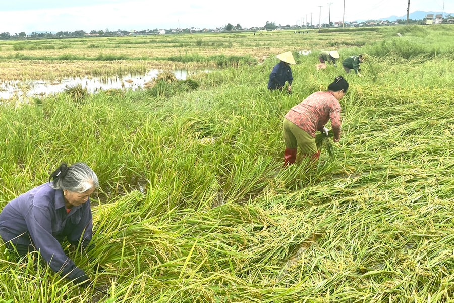 Ngậm ngùi thu hoạch lúa xuân bị đổ rạp do giông lốc ở Diễn Châu 