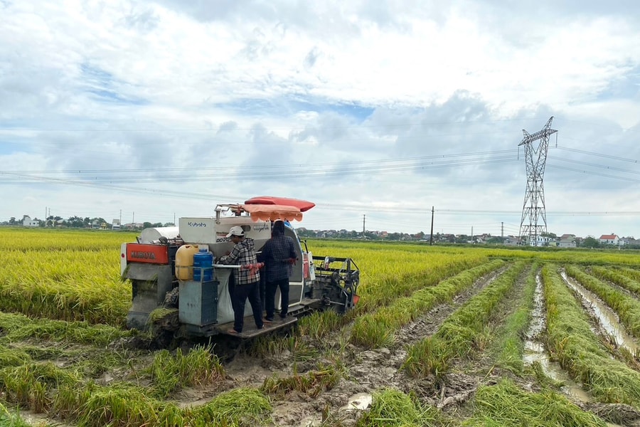 Tranh thủ trời hửng nắng, nông dân Nghệ An khẩn trương thu hoạch lúa xuân