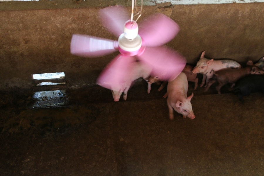 Nông dân Nghệ An xoay xở đủ cách giải nhiệt cho vật nuôi