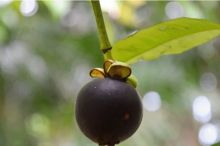 Ăn măng cụt đừng vứt vỏ, nó có công dụng thần kỳ