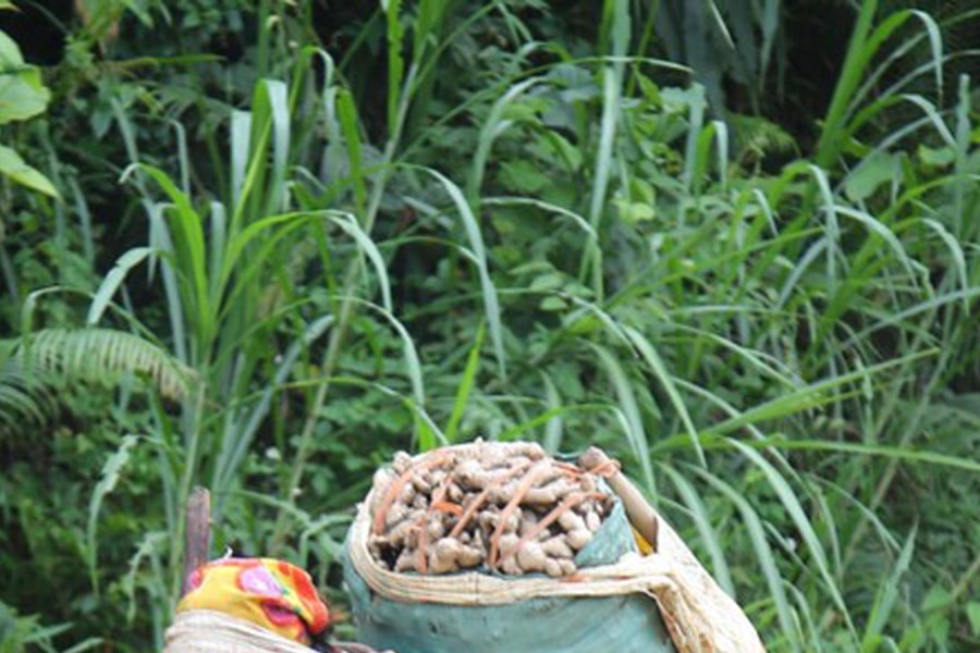 Nghề 'bế' gừng thuê cho người Mông ở Na Ngoi