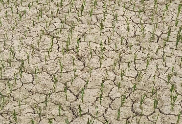 Ruộng khô nứt nẻ, ngô, sắn héo rũ ở biên giới xứ Nghệ