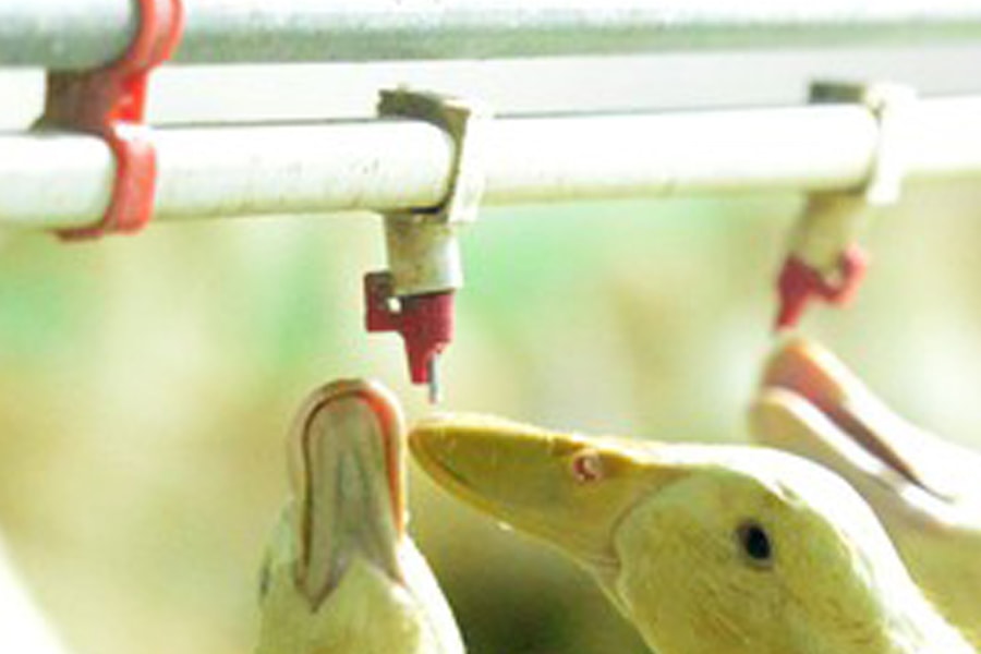 Đầu tư tiền tỷ làm nhà điều hòa cho vịt