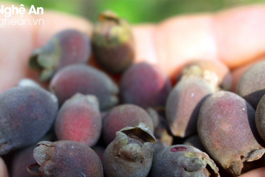 Sim rừng héo quắt, sim nhà mọng nước