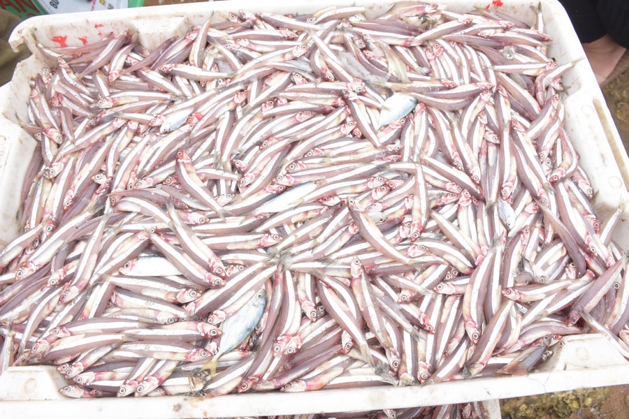 Về tránh bão số 1, nhiều tàu Nghệ An trúng đậm cá 