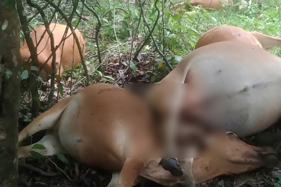 Sét đánh chết 5 con bò của hộ nghèo ở xã biên giới Tri Lễ