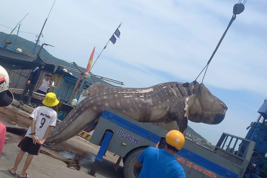 Cá lạ nặng hơn 10 tấn bị mắc lưới ngư dân