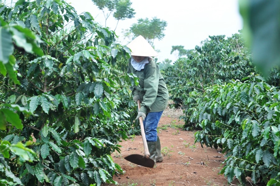 Đoạn kết buồn của cây cà phê trên vùng đất Phủ Quỳ