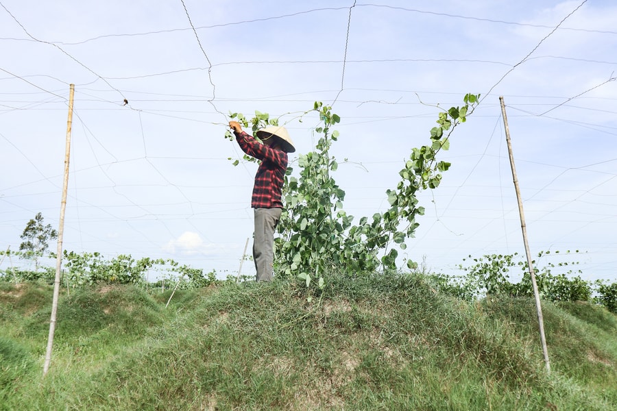Cho thuê ruộng, nông dân Nghệ An thành công nhân hưởng lương