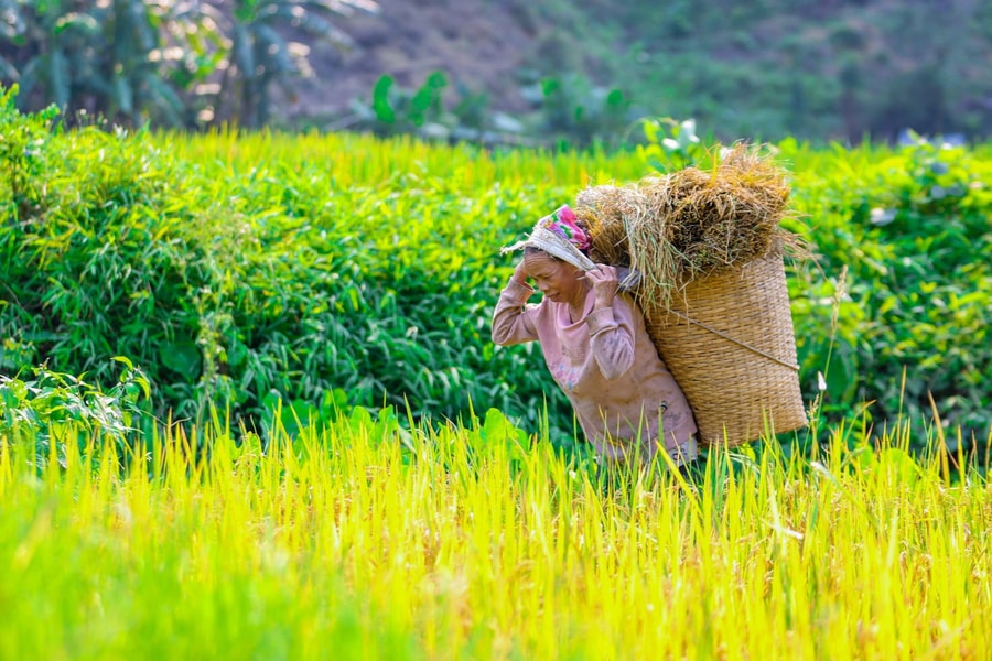 Chiếc gùi trong đời sống của người dân vùng cao Nghệ An