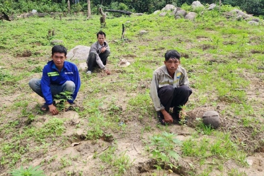 Khai mang súng lên núi bắn chim nhưng 3 người lộ việc trồng 900 cây cần sa