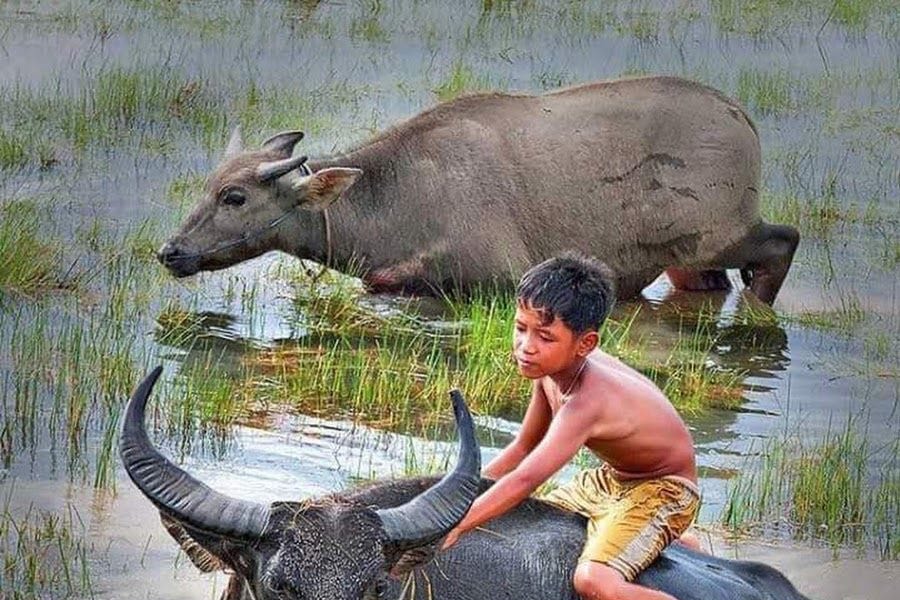 Bị trâu hất xuống ao, bé trai 7 tuổi đuối nước thương tâm