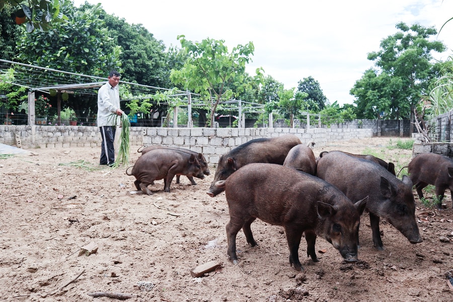 Xây bể, lót bạt nuôi bèo làm thức ăn cho lợn