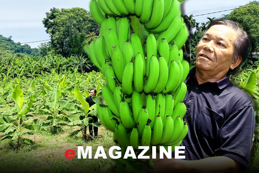 Chuyện về xóm trưởng người Thổ ở Nghệ An trồng chuối xuất khẩu 