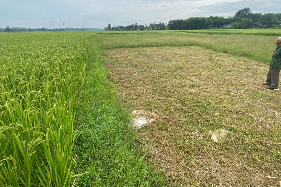 Điều tra vụ ruộng lúa bị kẻ xấu cắm đầy chông sắt ở Nghệ An