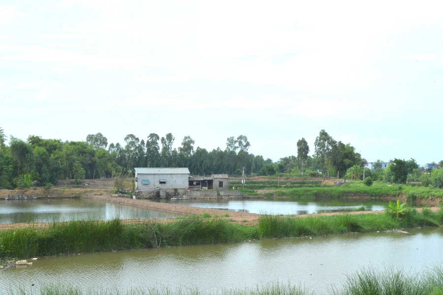 Sông Thái ở Quỳnh Lưu bị lấn chiếm để nuôi cá, gây ách tắc dòng chảy mùa mưa lũ 