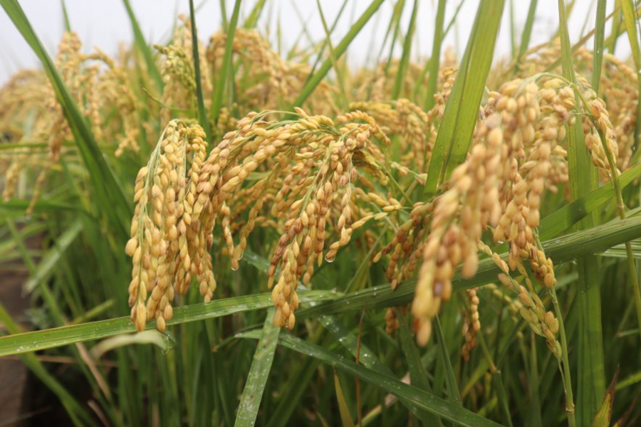 Gạo đặc sản miền Tây Nghệ An: Giá trị cao nhưng phát triển manh mún