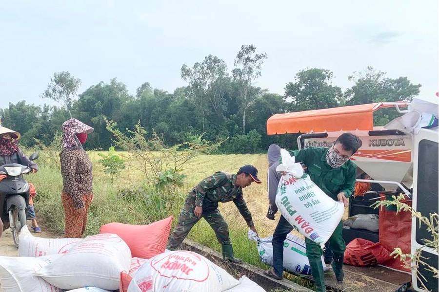 Vụ hè thu ở Nghệ An: Diện tích và năng suất giảm, giá lúa neo cao, dễ tiêu thụ