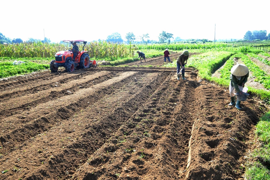 Thời tiết nắng ráo, nông dân Nghệ An ra đồng sản xuất vụ đông