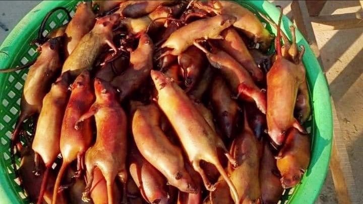 'Chợ' chuột đồng Yên Thành mỗi ngày giao dịch hàng tấn thịt