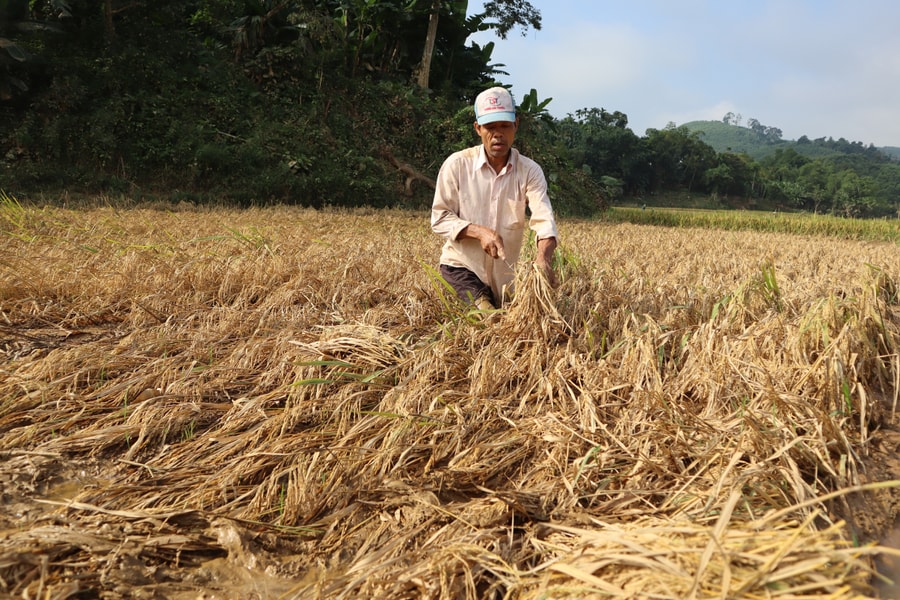 850 ha lúa hè thu ở Quỳ Châu giảm 70-100% năng suất