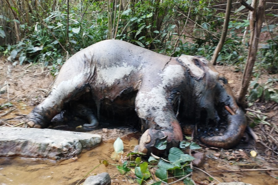 Hiện trường phát hiện xác voi đực ở trong rừng cao su Nghệ An