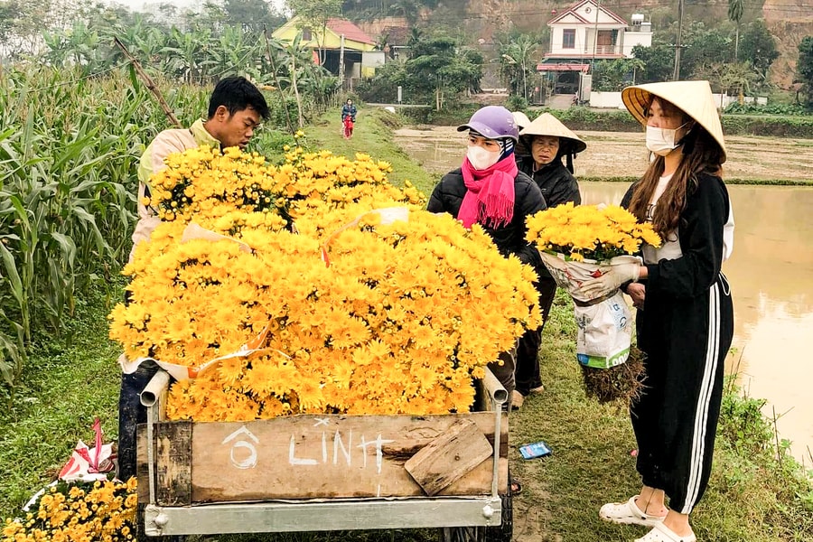Giá cây giống giảm, nông dân phấn khởi vào vụ hoa Tết