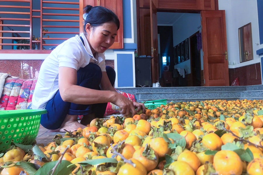 Giá bán neo cao, người dân 'vựa' hồng Nghệ An vẫn tiếc nuối