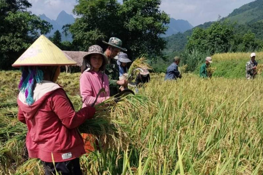 Huyện Kỳ Sơn đầu tư thâm canh giống lúa mới chất lượng cao