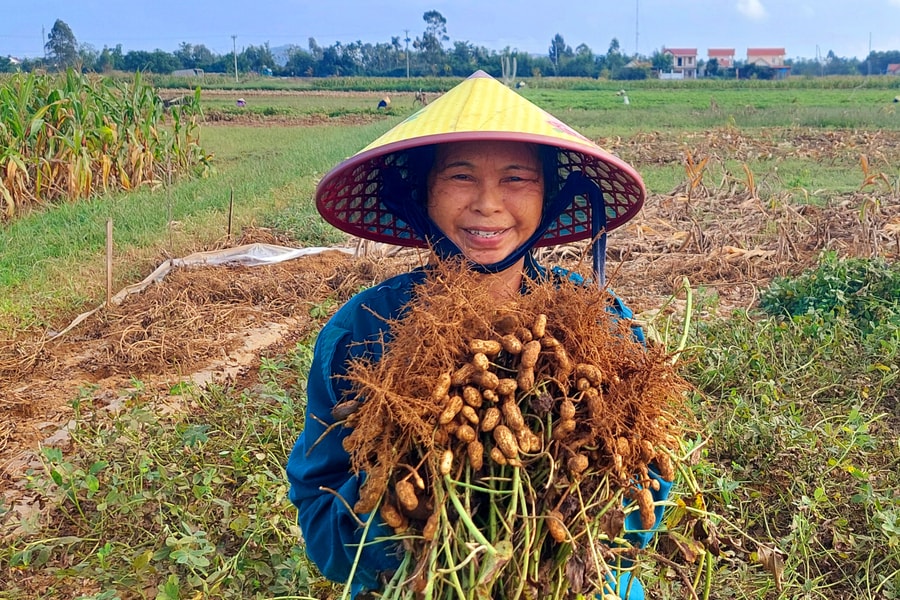 Nông dân Diễn Châu được mùa lạc đông