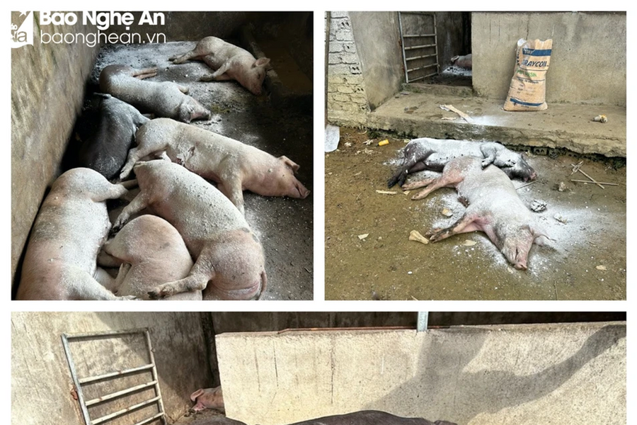 Thành phố Vinh có ổ dịch tả lợn châu Phi tại 5 phường, xã