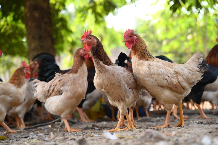 Nông dân Nghệ An bám sát nhu cầu thị trường để tăng đàn phù hợp