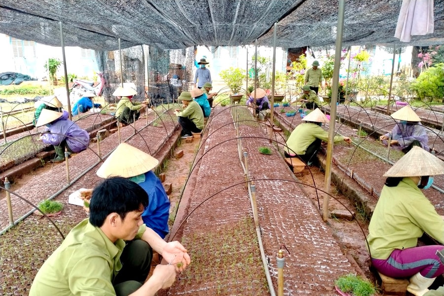 Người trồng rừng tại Nghệ An thay đổi tư duy, xem đầu tư thâm canh là giải pháp tối ưu