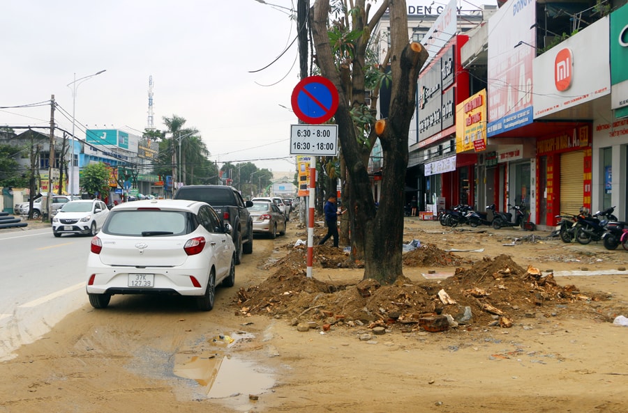 Lộ trình thay thế cây xanh gắn với cải tạo các tuyến phố ở thành Vinh 