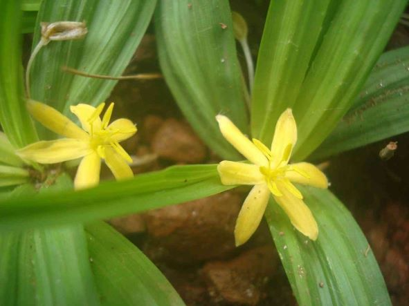 5 bài thuốc chữa bệnh từ sâm cau