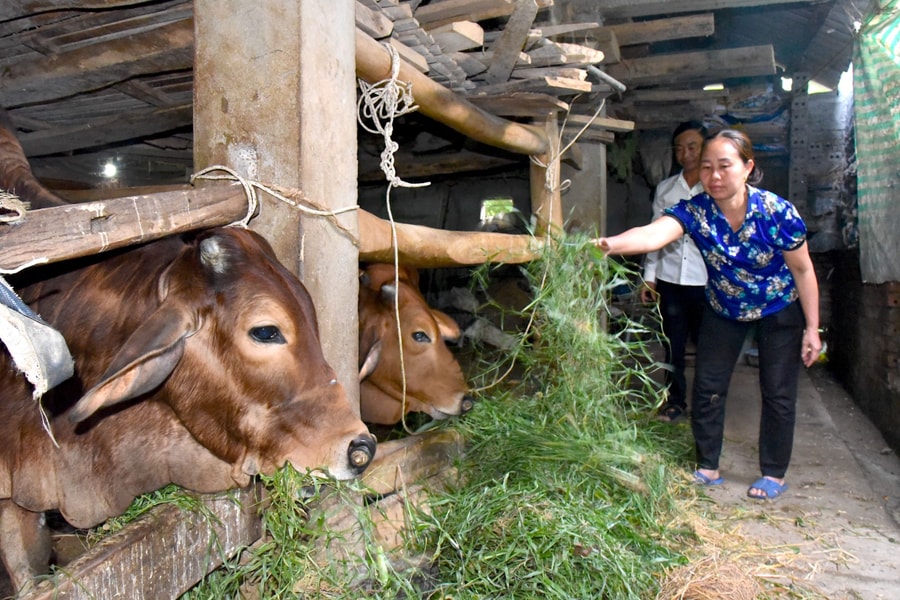Người chăn nuôi ở Nghệ An tích cực chăm sóc đàn vật nuôi, chuẩn bị thị trường Tết