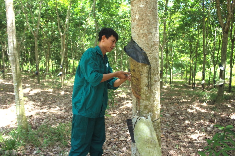 Người trồng cao su Nghệ An phấn khởi khi 'vàng trắng' tăng giá 