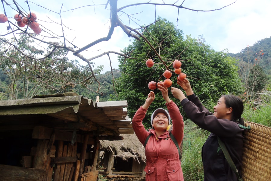 Mùa hồng chín đỏ trên bản người Mông xứ Nghệ 