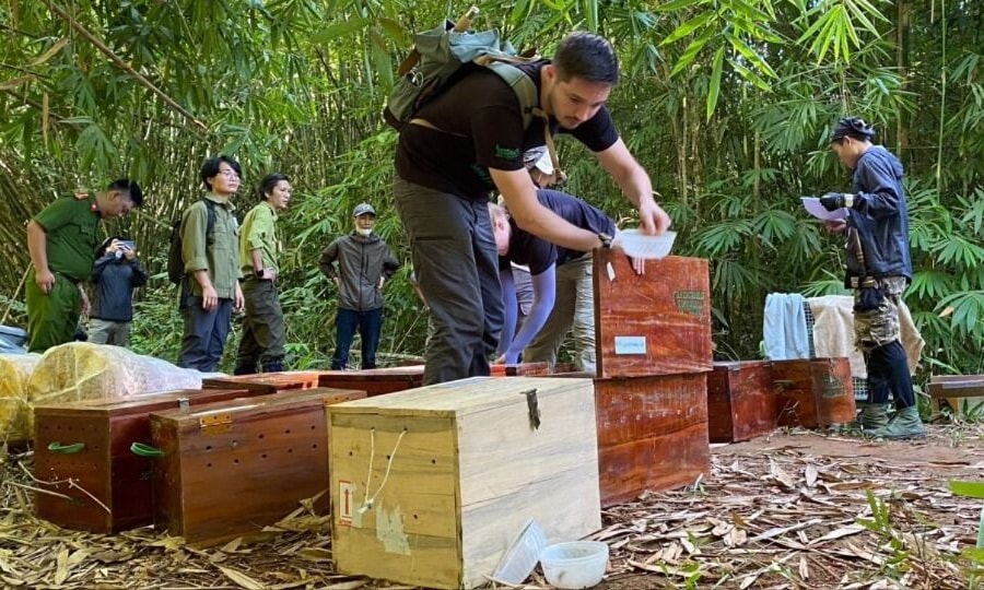 Tái thả 17 con tê tê quý hiếm và khỉ đuôi dài về lại tự nhiên