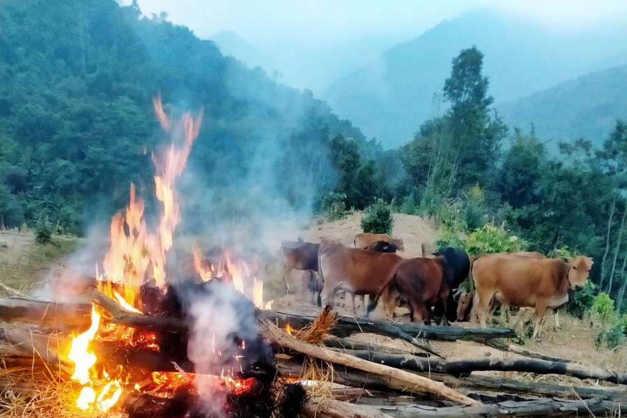 Trời rét 5 độ C, nông dân Kỳ Sơn đốt lửa sưởi ấm cho trâu bò