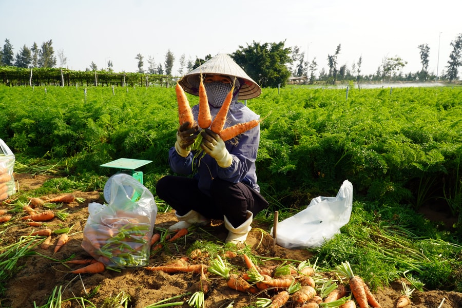 Nông dân Hoàng Mai vào vụ thu hoạch cà rốt sớm