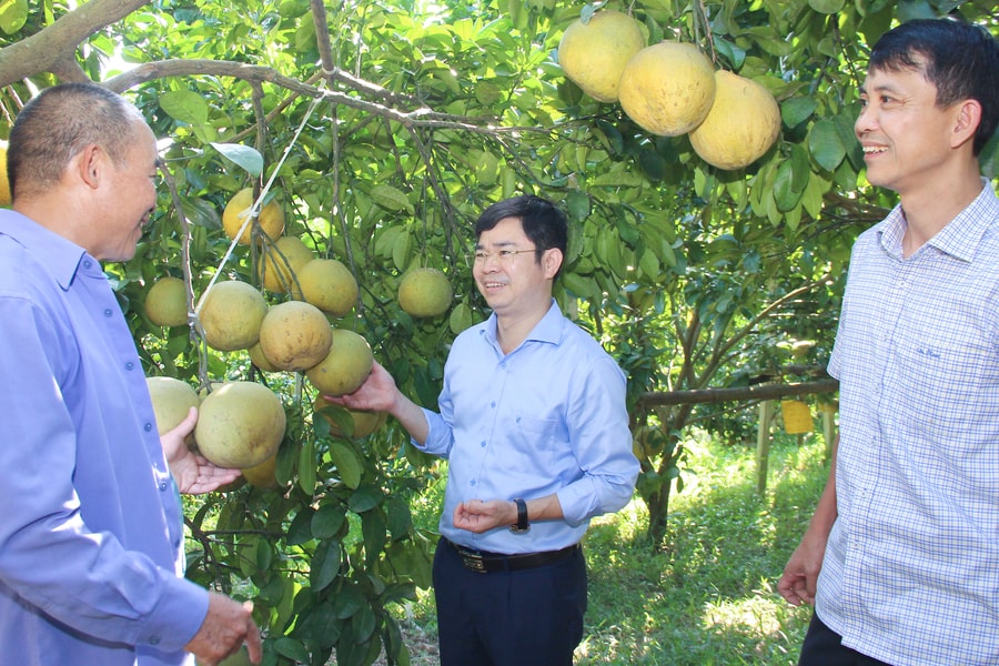 Thanh Chương tiến tới nền sản xuất nông nghiệp hữu cơ