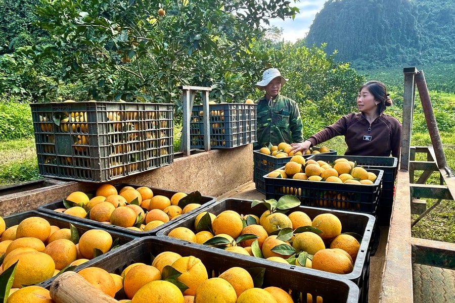 Trang trại được Vietnam Airlines đặt mua cam Xã Đoài ở Con Cuông (Nghệ An)