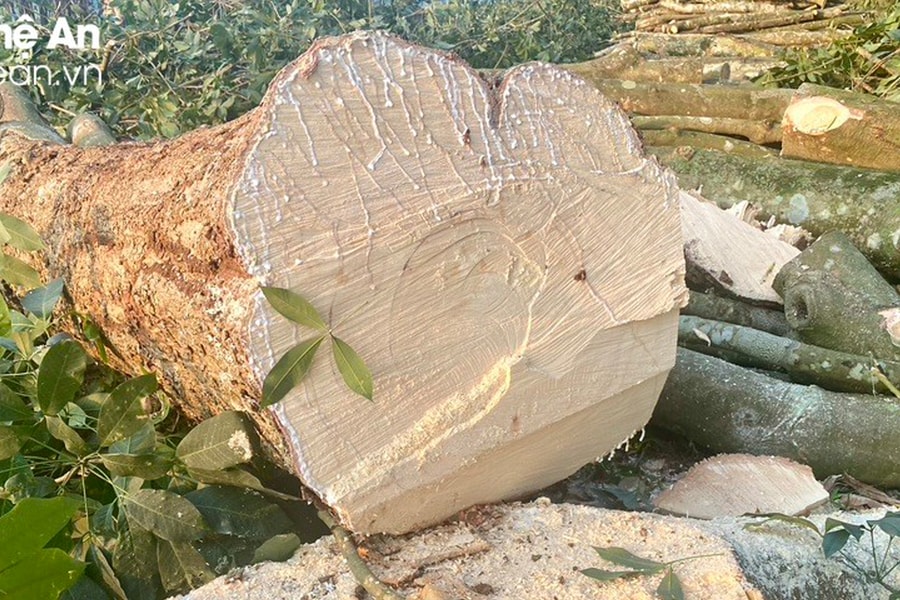 Người dân ồ ạt chặt bỏ cao su