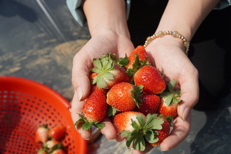 Nông dân Nghệ An tiên phong trồng dâu tây hữu cơ trên đất nhiễm mặn