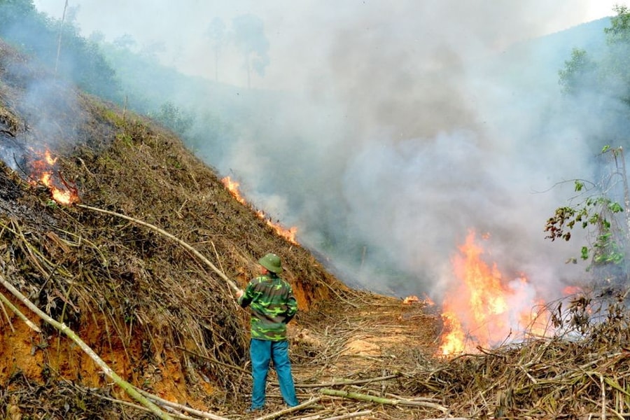 Đốt thực bì sau khai thác rừng ở Nghệ An ảnh hưởng đến việc cấp chứng chỉ rừng bền vững