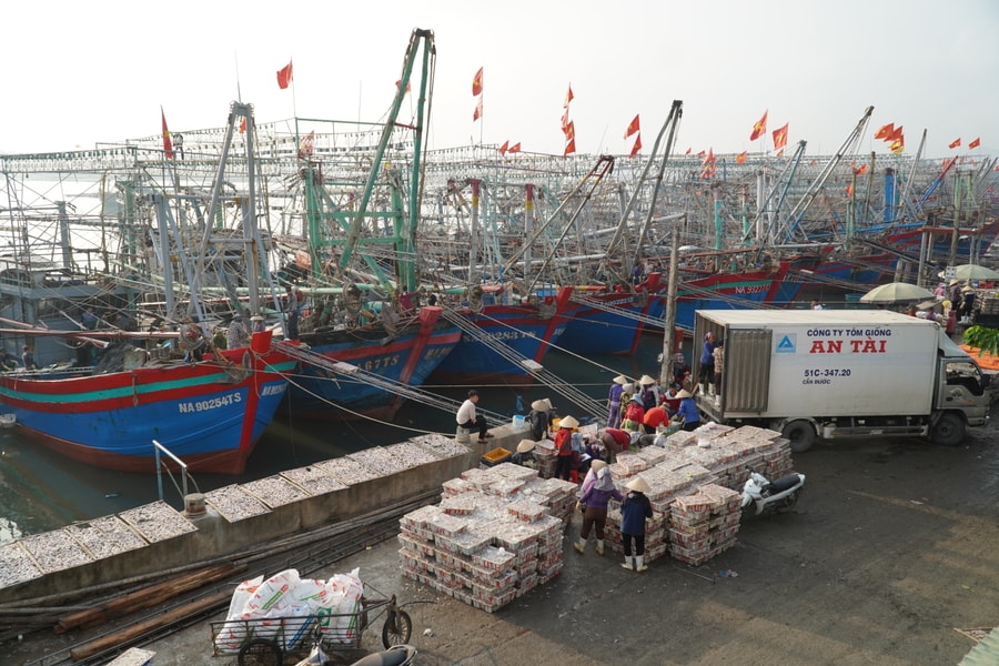 Ngư dân Nghệ An 'trúng đậm' cá cơm